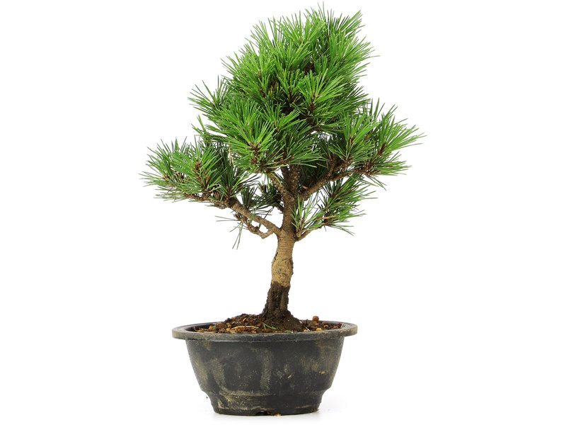 Pinus thunbergii Kotobuki, 28 cm, ± 8 jaar oud