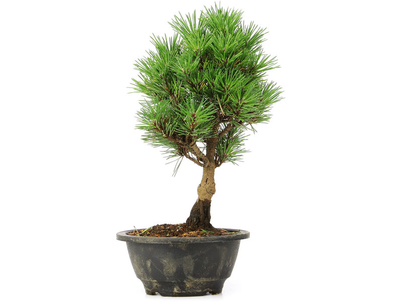 Pinus thunbergii Kotobuki, 28 cm, ± 8 jaar oud