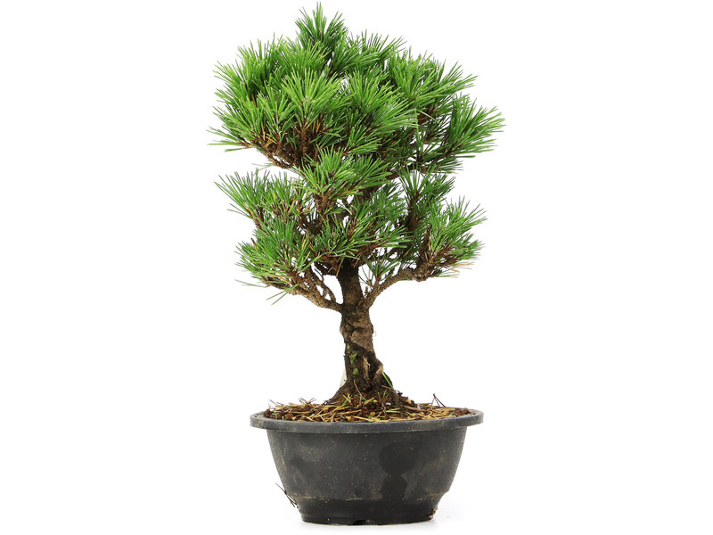 Pinus thunbergii Kotobuki, 27 cm, ± 8 jaar oud