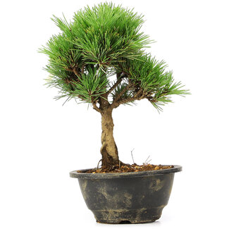 Pinus thunbergii Kotobuki, 24 cm, ± 8 años