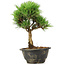 Pinus thunbergii Kotobuki, 24 cm, ± 8 anni