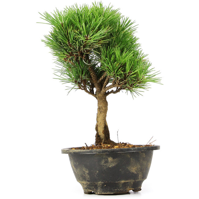 Pinus thunbergii Kotobuki, 24 cm, ± 8 ans