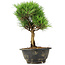 Pinus thunbergii Kotobuki, 24 cm, ± 8 ans