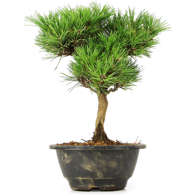 Pinus thunbergii Kotobuki, 24 cm, ± 8 jaar oud