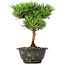 Pinus thunbergii Kotobuki, 24 cm, ± 8 anni
