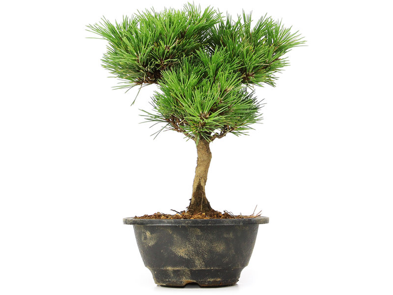 Pinus thunbergii Kotobuki, 24 cm, ± 8 jaar oud