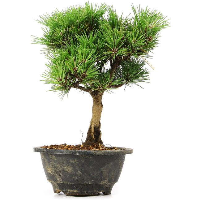 Pinus thunbergii Kotobuki, 24 cm, ± 8 anni