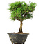 Pinus thunbergii Kotobuki, 24 cm, ± 8 anni