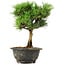 Pinus thunbergii Kotobuki, 24 cm, ± 8 jaar oud