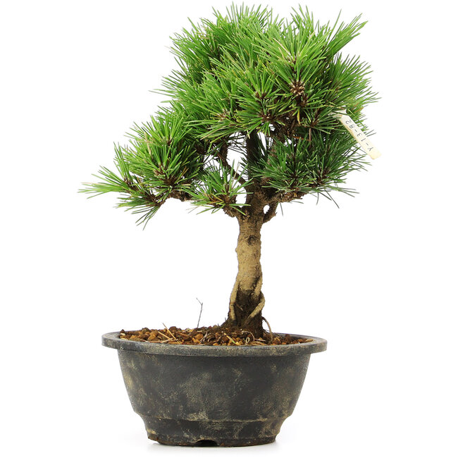 Pinus thunbergii Kotobuki, 24 cm, ± 8 Jahre alt