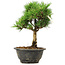 Pinus thunbergii Kotobuki, 24 cm, ± 8 jaar oud