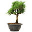 Pinus thunbergii Kotobuki, 24 cm, ± 8 years old