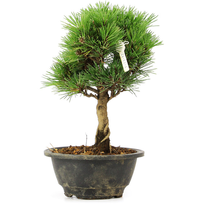 Pinus thunbergii Kotobuki, 24 cm, ± 8 jaar oud