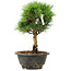 Pinus thunbergii Kotobuki, 24 cm, ± 8 ans