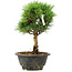 Pinus thunbergii Kotobuki, 24 cm, ± 8 ans