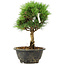 Pinus thunbergii Kotobuki, 24 cm, ± 8 years old