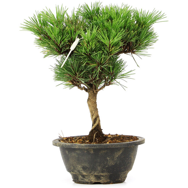 Pinus thunbergii Kotobuki, 24 cm, ± 8 jaar oud