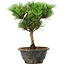 Pinus thunbergii Kotobuki, 24 cm, ± 8 anni