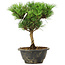 Pinus thunbergii Kotobuki, 24 cm, ± 8 ans