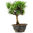 Pinus thunbergii Kotobuki, 24 cm, ± 8 jaar oud