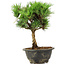 Pinus thunbergii Kotobuki, 24 cm, ± 8 Jahre alt