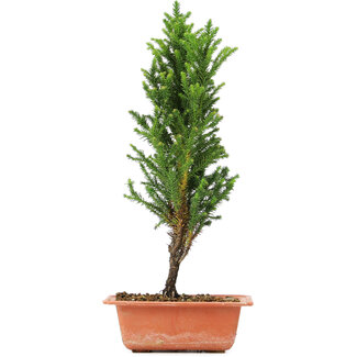 Cryptomeria japonica, 36 cm, ± 5 jaar oud