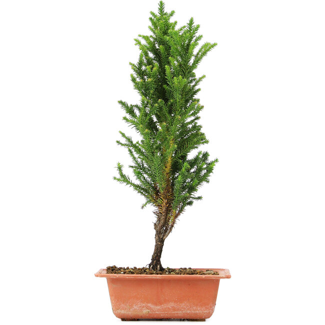 Cryptomeria japonica, 36 cm, ± 5 years old