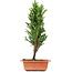 Cryptomeria japonica, 36 cm, ± 5 jaar oud