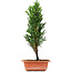 Cryptomeria japonica, 36 cm, ± 5 jaar oud