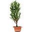 Cryptomeria japonica, 36 cm, ± 5 jaar oud