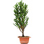 Cryptomeria japonica, 36 cm, ± 5 years old