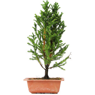 Cryptomeria japonica, 34 cm, ± 5 años