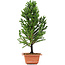 Cryptomeria japonica, 34 cm, ± 5 anni