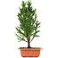 Cryptomeria japonica, 34 cm, ± 5 Jahre alt