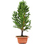 Cryptomeria japonica, 34 cm, ± 5 jaar oud