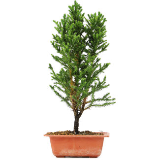 Cryptomeria japonica, 36 cm, ± 5 jaar oud