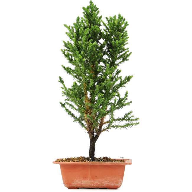 Cryptomeria japonica, 36 cm, ± 5 jaar oud