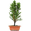 Cryptomeria japonica, 36 cm, ± 5 jaar oud