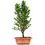 Cryptomeria japonica, 36 cm, ± 5 jaar oud