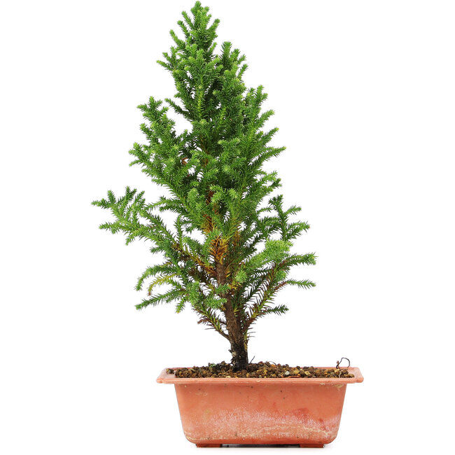 Cryptomeria japonica, 33 cm, ± 5 jaar oud