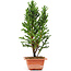 Cryptomeria japonica, 33 cm, ± 5 anni