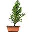 Cryptomeria japonica, 33 cm, ± 5 jaar oud