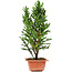 Cryptomeria japonica, 33 cm, ± 5 years old