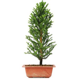 Cryptomeria japonica, 34 cm, ± 5 years old