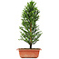 Cryptomeria japonica, 34 cm, ± 5 jaar oud