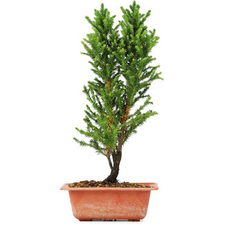 Cryptomeria japonica, 34 cm, ± 5 Jahre alt