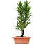 Cryptomeria japonica, 34 cm, ± 5 jaar oud