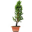 Cryptomeria japonica, 34 cm, ± 5 anni