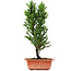 Cryptomeria japonica, 34 cm, ± 5 Jahre alt