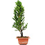 Cryptomeria japonica, 34 cm, ± 5 years old